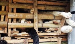 掩埋 在线观看,揭秘“掩埋”在线观看的惊悚之旅